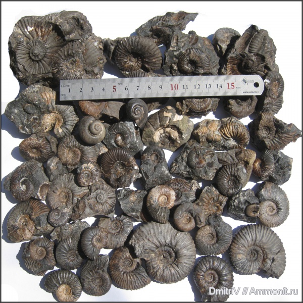 моллюски, конкреции, Deshayesites, Eogaudryceras, Acanthohoplites, Hypacanthoplites, р. Дефань