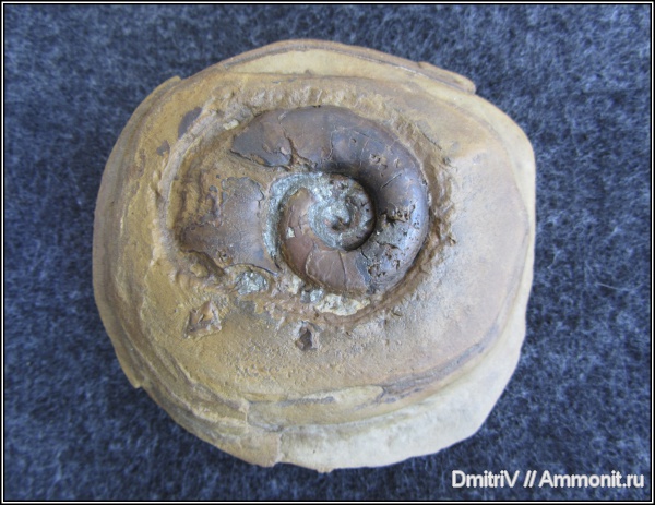 гетероморфные аммониты, Pictetia, heteromorph ammonites