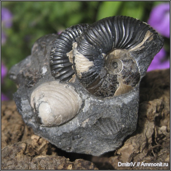 аммониты, двустворчатые моллюски, Ammonites, Acanthohoplites, Pseudohaploceras