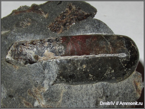 гетероморфные аммониты, Ptychoceras, heteromorph ammonites