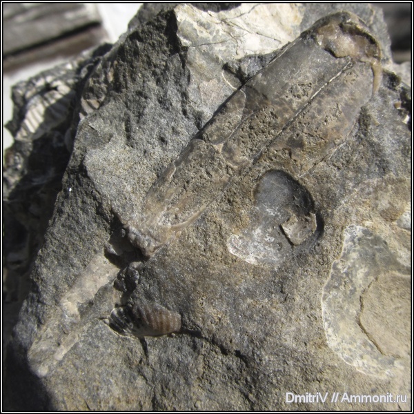 гетероморфные аммониты, конкреции, Ptychoceras, heteromorph ammonites
