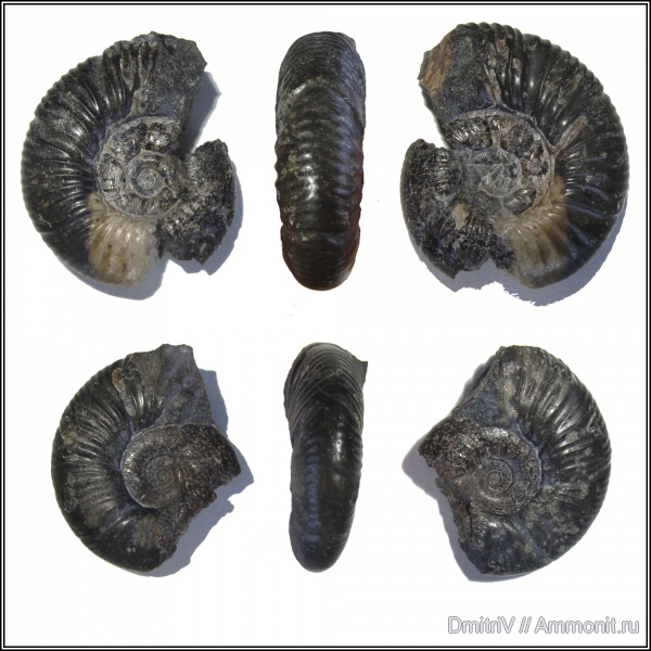 аммониты, Ammonites, Pseudohaploceras, р. Дефань