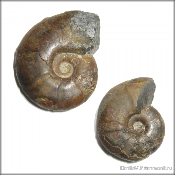 аммониты, Ammonites, Zuercherella, Desmoceratidae, р. Дефань