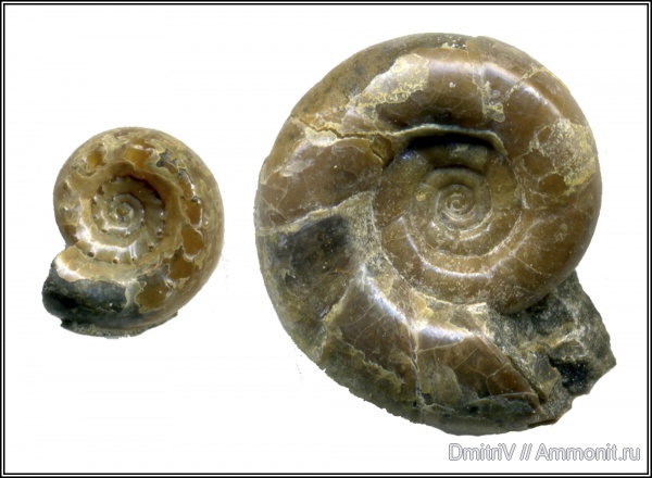 аммониты, Epicheloniceras, Ammonites, Eogaudryceras, аммонителла, ammonitella