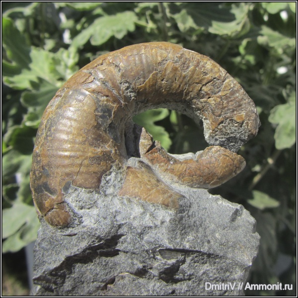 гетероморфные аммониты, Pictetia, р. Вулан, heteromorph ammonites