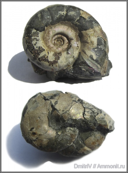 аммониты, Desmoceras, Ammonites, Eogaudryceras, р. Убин