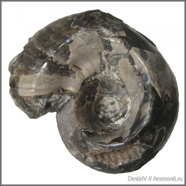 аммониты, Jaubertella, Ammonites