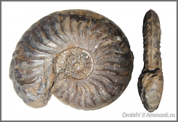 аммониты, юра, Ammonites, р. Белая, Jurassic