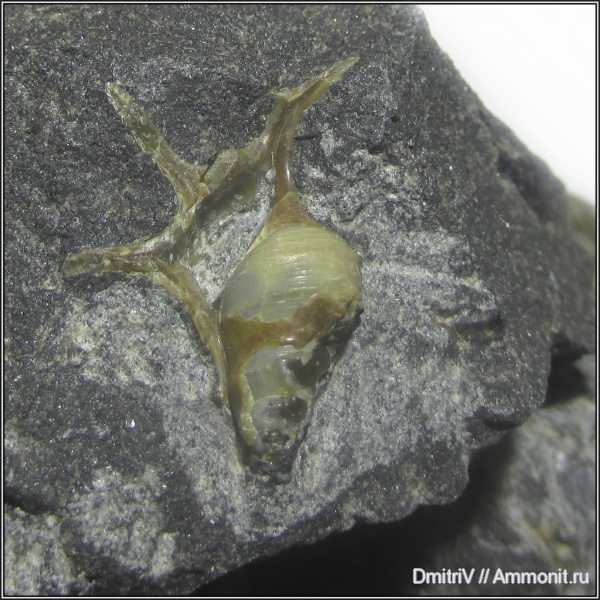 гастроподы, мел, Aporrhaidae, р. Вулан, Cretaceous