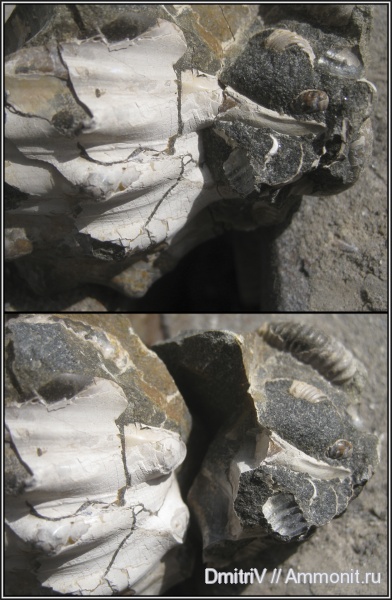 мел, Epicheloniceras, шипы, Cretaceous