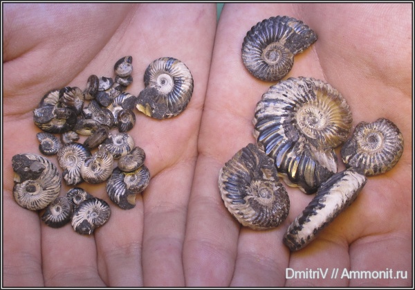 аммониты, мел, баррем, Ammonites, Barremian, Cretaceous