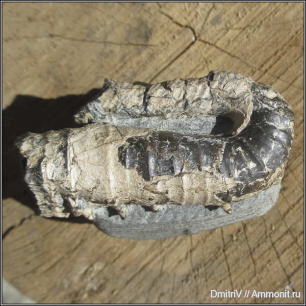 мел, гетероморфные аммониты, Cretaceous, heteromorph ammonites