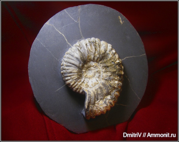 мел, палеоарт, Acanthohoplites, Acanthohoplites multispinatus, Cretaceous