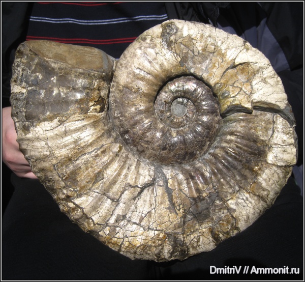 аммониты, мел, Ammonites, Parahoplites, Cretaceous