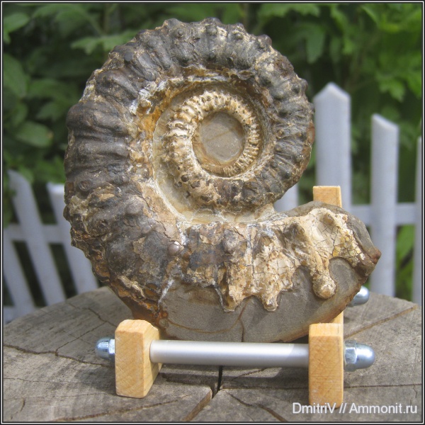 аммониты, мел, Ammonitoceras, Ammonites, Cretaceous