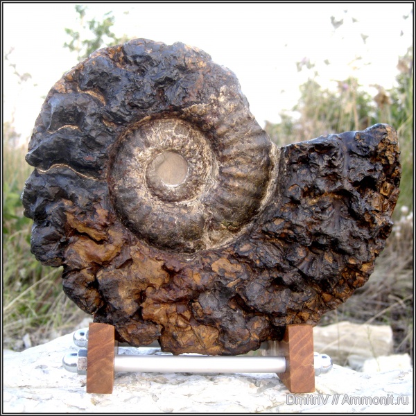 аммониты, мел, Ammonites, Cretaceous