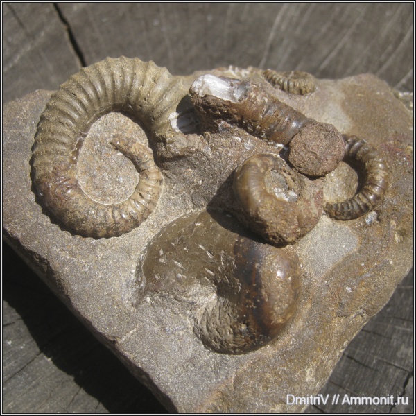 аммониты, мел, гетероморфные аммониты, Ammonites, Cretaceous, heteromorph ammonites