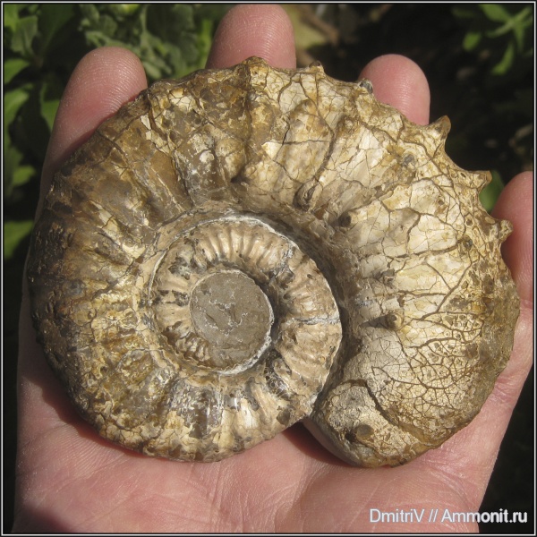 мел, Ammonitoceras, Cretaceous