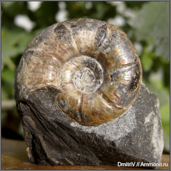 аммониты, мел, Ammonites, Silesites, Silesites seranonis, Cretaceous