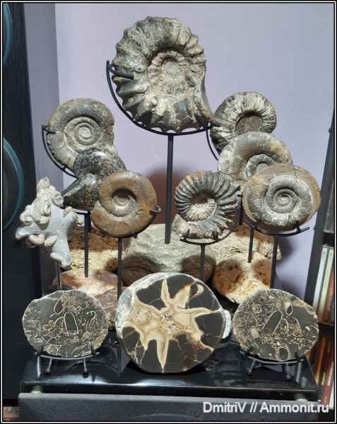 аммониты, мел, конкреции, Douvilleiceras, Ammonites, Phylloceratidae, Краснодарский край, Macroscaphites, Cretaceous