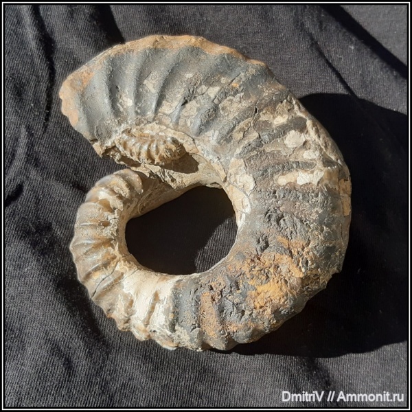 аммониты, мел, гетероморфные аммониты, нижний мел, баррем, Ammonites, Heteroceratidae, Barremian, Cretaceous, Lower Cretaceous, heteromorph ammonites, верхний баррем, Colchidites, Upper Barremian, Colchiditinae