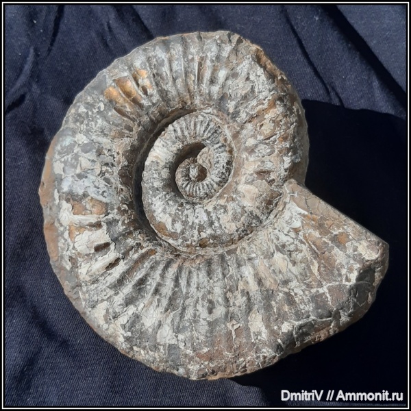 аммониты, мел, гетероморфные аммониты, нижний мел, баррем, Ammonites, Heteroceratidae, Barremian, Cretaceous, Lower Cretaceous, heteromorph ammonites, верхний баррем, Upper Barremian, Colchiditinae, Martelites