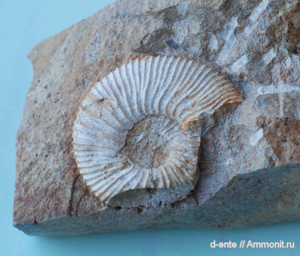 аммониты, Kepplerites, Ammonites, Канев, Toricellites