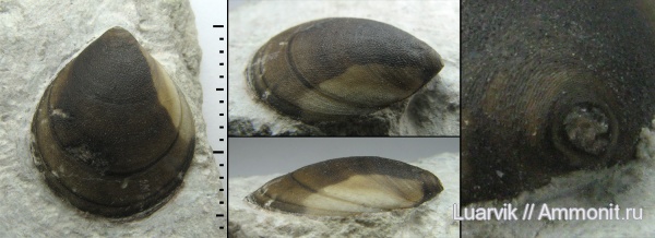 Siphonotreta, Lingulaformea, Siphonotretidae