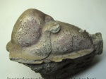 Часть головы Rhinoferus gibbus (SCHMIDT 1898)