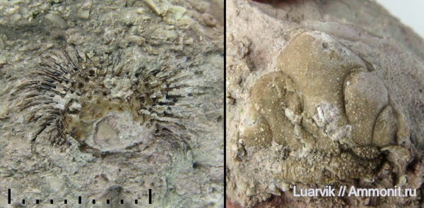 Metopolichas, Lichidae, Lingulaformea, Siphonotretidae, Eosiphonotreta
