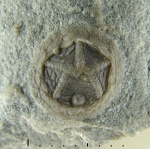 Эдриоастероидея Isorophusella incondita (Raymond, 1915)