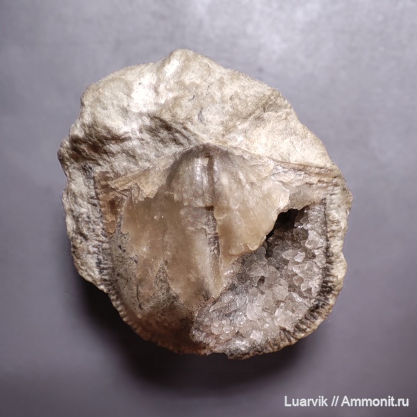 Clitambonitidina, Clitambonitidae, Clitambonitoidea