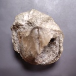 Брахиопода с жеодой