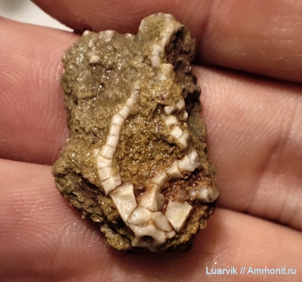 Crinoidea, Baltocrinus