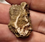 Baltocrinus antiquus (Eichwald, 1860)