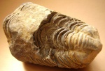 Trilobit Calymene