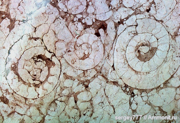 аммониты, юрский период, Ammonites, карьер в с.Новоселица, Jurassic