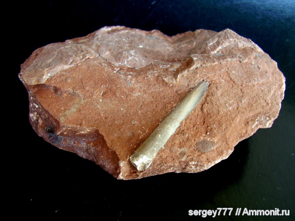 белемниты, юрский период, Hibolites gerardoti, Jurassic, belemnites