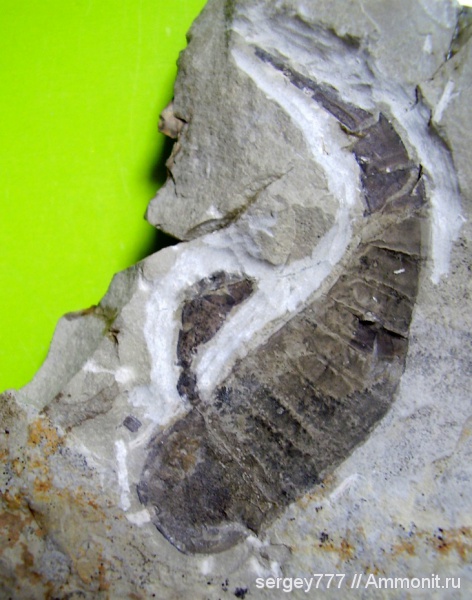 ракоскорпионы, Eurypterus