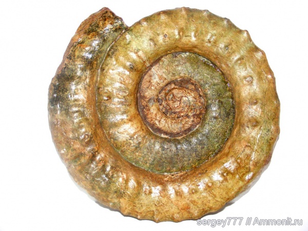юрский период, Eoderoceratidae, Microderoceras, Jurassic