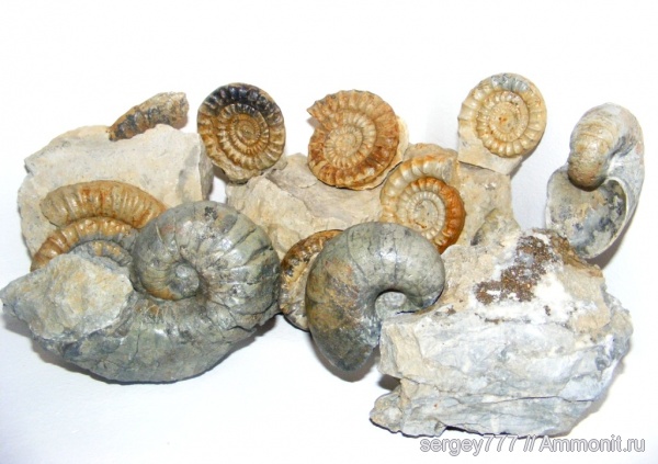 аммониты, наутилусы, юрский период, Украина, Cenoceras, нижняя юра, Ammonites, Arietites, Echioceras, Jurassic, Lower Jurassic