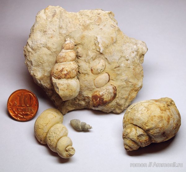 девон, брюхоногие моллюски, Devonian, Murchisonia