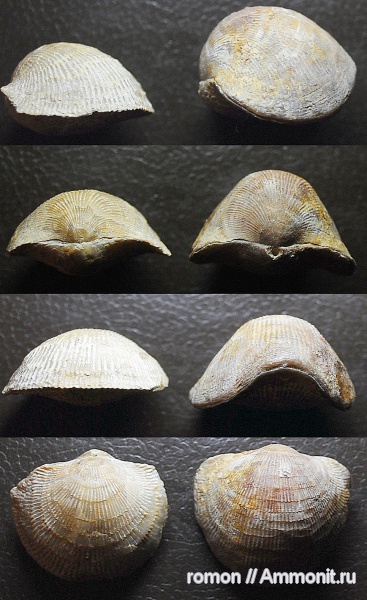 брахиоподы, девон, Devonian, Atrypida