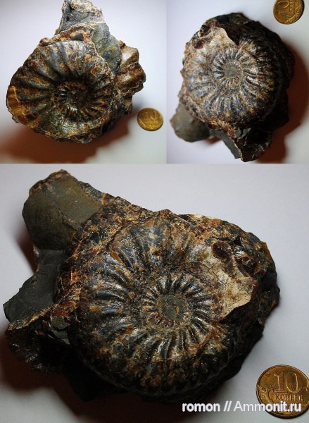 аммониты, Deshayesites deshayesi, Ammonites