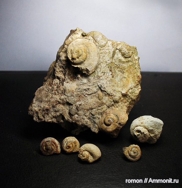 девон, брюхоногие моллюски, Devonian