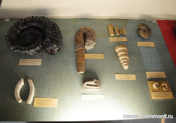 гетероморфные аммониты, музеи, Crioceratites, Scaphitidae, Turrilites, Humulina, MNHN, heteromorph ammonites