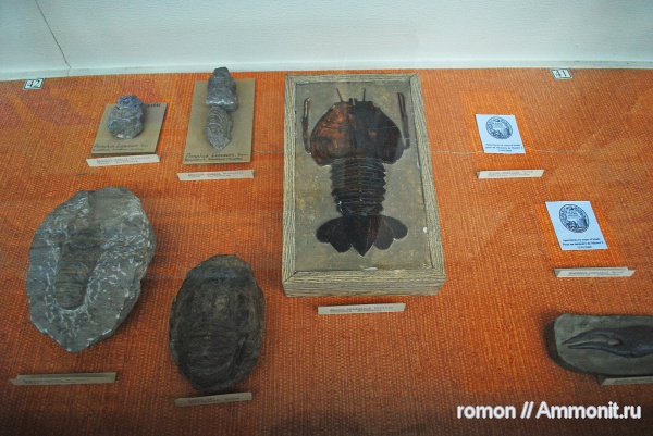 музеи, раки, Eryma, Eryonidae, Eryon, MNHN