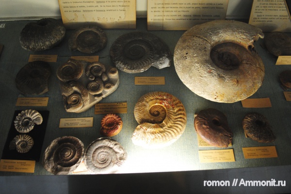 аммониты, музеи, Pleuroceras, Ammonites, Hildoceras, Harpoceras, Ludwigia, Amaltheus, Ludwigia murchinsonae, Peronoceras, MNHN, Hildoceratidae, Dactylioceratidae