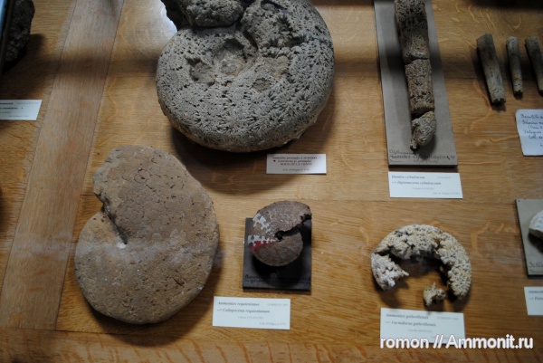 аммониты, музеи, Ammonites, лопастные линии