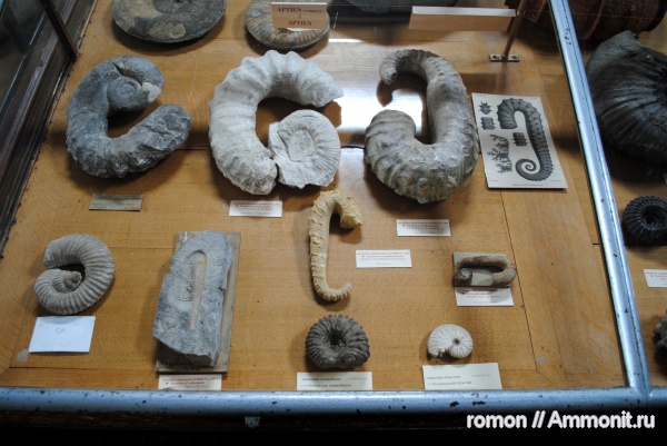 аммониты, гетероморфные аммониты, музеи, Ammonites, heteromorph ammonites